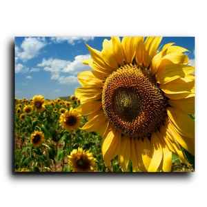 girasol