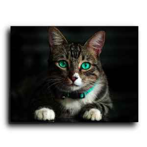 gato ojos verdes
