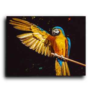 guacamaya amarilla