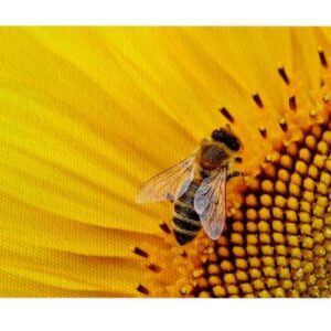 Abeja Girasol