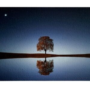 Arbol Solitario