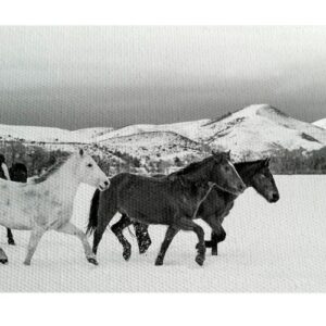 Caballos