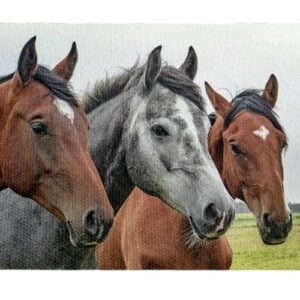 Caballos En perfil