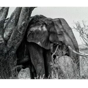 Elefante B/N