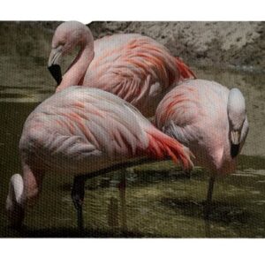Flamencos