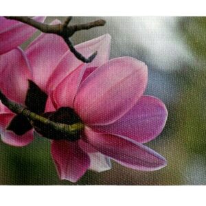 Flor de Arbol