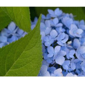Flores Azules