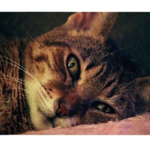 Gato Acostado