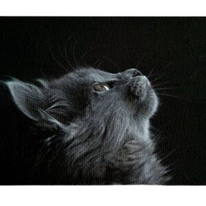 Gato Perfil