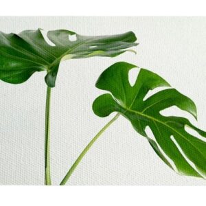Hojas Verdes