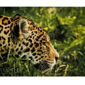 Leopardo