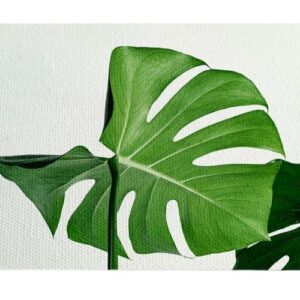 Plantas