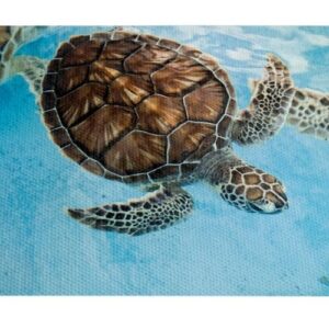 Tortuga