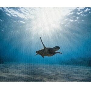 Tortuga Bajo el Mar